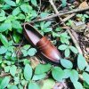 CAMEO CLASSIC PENNY LOAFER - TX 261